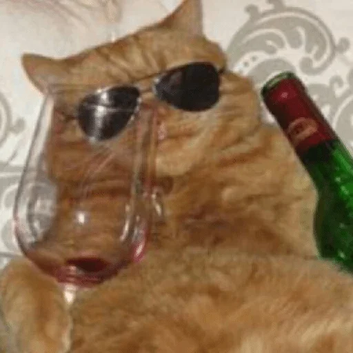 кошка животное кошки малого и среднего размера