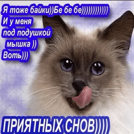 животное млекопитающее кошка