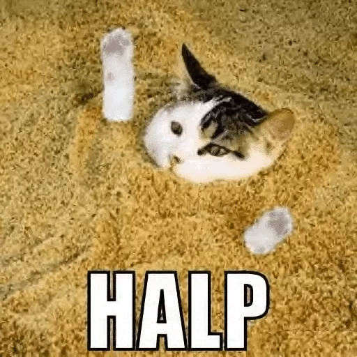 кошки малого и среднего размера кошка СМС