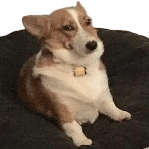 животное млекопитающее домашнее животное