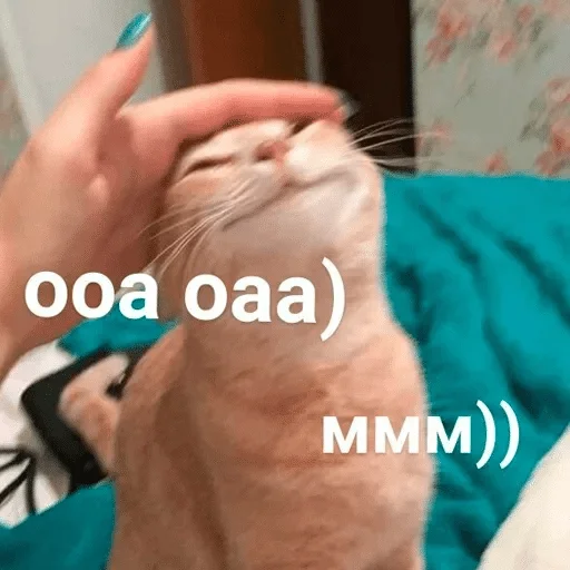 Человек домашняя кошка кошки малого и среднего размера