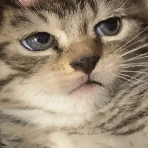 животное млекопитающее кошка