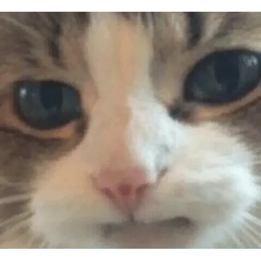 животное млекопитающее кошка