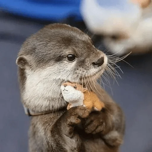 Vyyydraa — @stckrRobot - млекопитающее