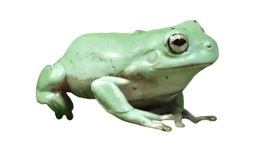 animal frog amphibian