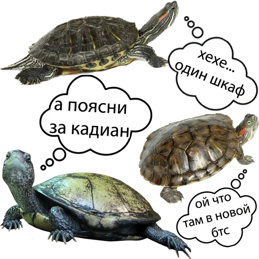 mammal reptile animal