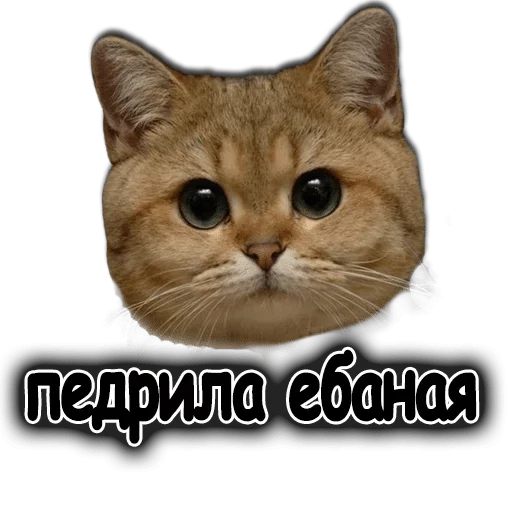 животное кошка млекопитающее