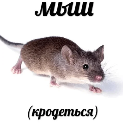 мышь крыса муроидея