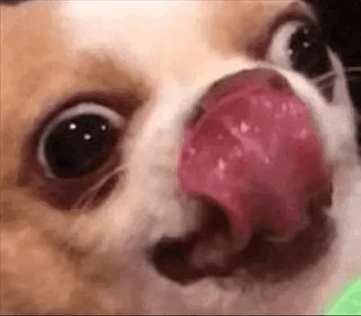 порода собак домашнее животное животное