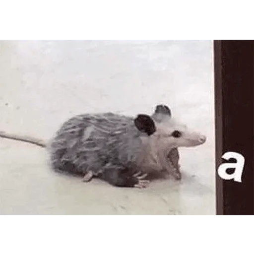 mammal animal rat
