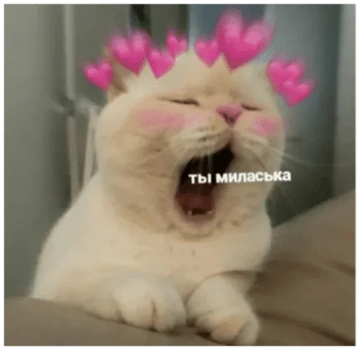 млекопитающее животное кошачьи