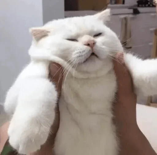 кошка кошки малого и среднего размера домашняя кошка