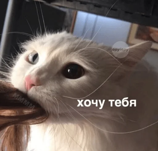 млекопитающее кошки малого и среднего размера животное