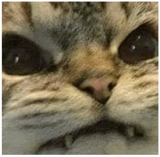 животное млекопитающее кошка