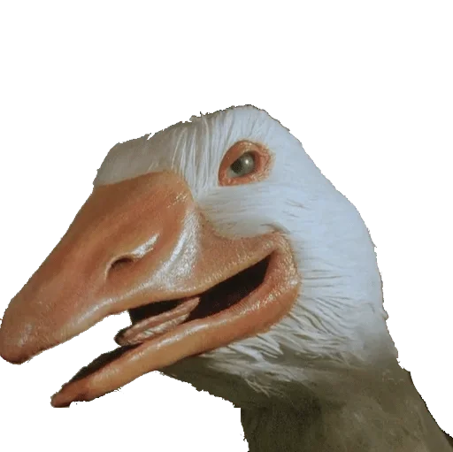 животное птица водная птица