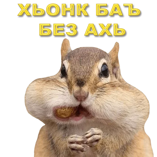 животное млекопитающее белка