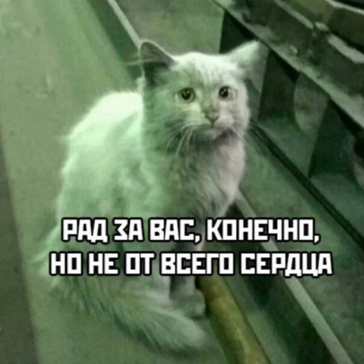 кошка домашняя кошка животное