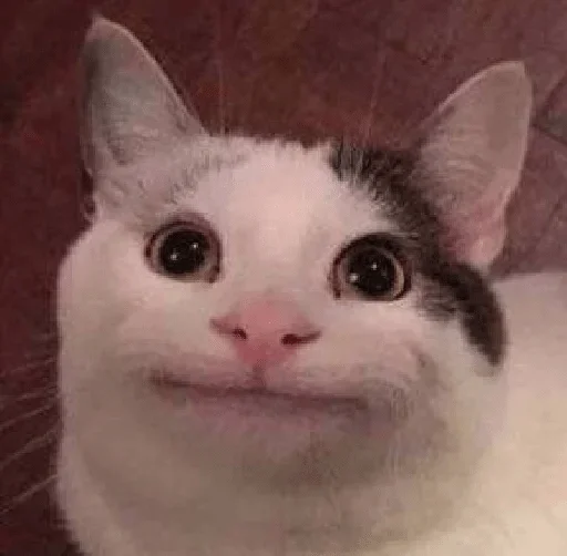 млекопитающее животное кошка