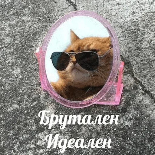 кошка животное СМС