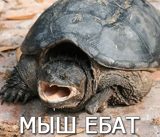 Стикер Черепашки — @stckrRobot - 10