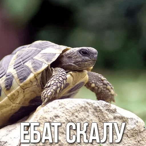 Стикер Черепашки — @stckrRobot - 9