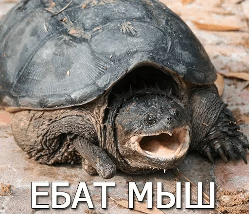 Черепашки — @stckrRobot - 