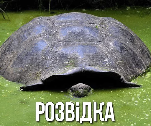 Стикер Черепашки — @stckrRobot - 8