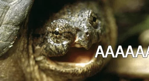 Стикер Черепашки — @stckrRobot - 7