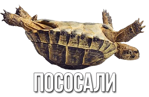 Стикер Черепашки — @stckrRobot - 6