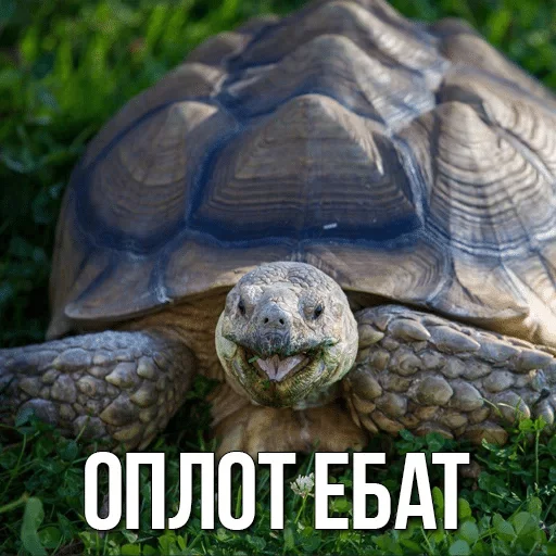 Стикер Черепашки — @stckrRobot - 3