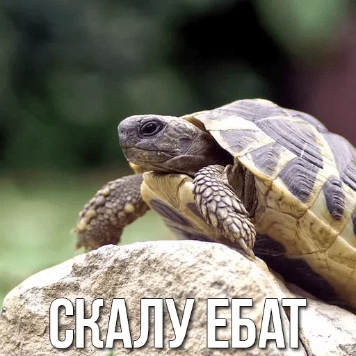 Стикер Черепашки — @stckrRobot - 1