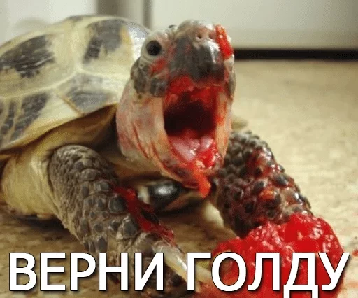 Стикер Черепашки — @stckrRobot - 0