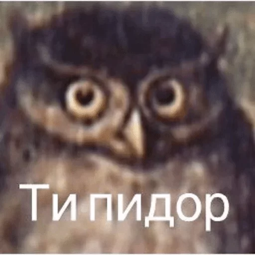 животное птица хищная птица