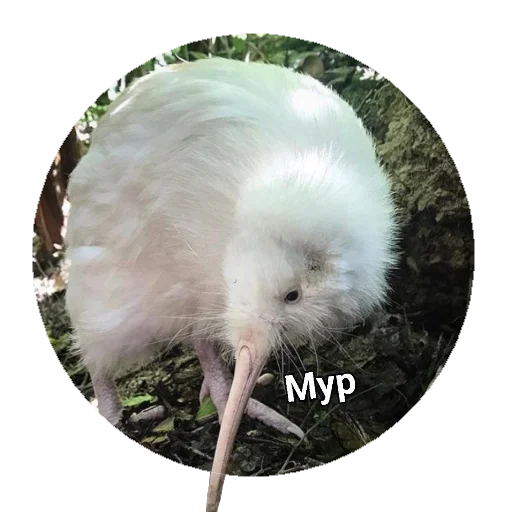 Meow (@Pro100Artem) — @stckrRobot - 