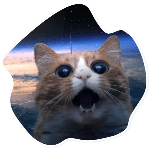 Sticker Meow (@Pro100Artem) — @stckrRobot - 7