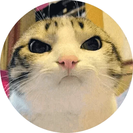 Sticker Meow (@Pro100Artem) — @stckrRobot - 6