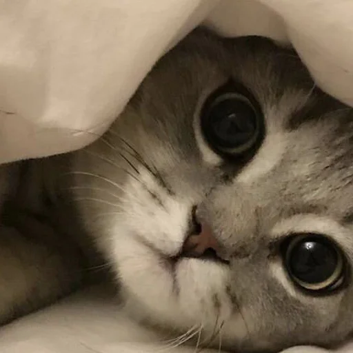 Sticker Meow (@Pro100Artem) — @stckrRobot - 4