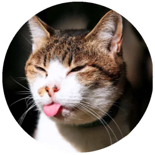 Sticker Meow (@Pro100Artem) — @stckrRobot - 1