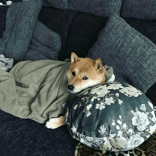 Sticker Shibe — @stckrRobot - 8