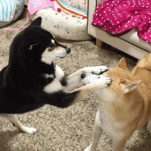 Sticker Shibe — @stckrRobot - 2