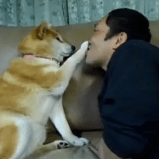 Sticker Shibe — @stckrRobot - 1