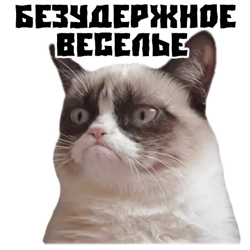 domestic cat animal mammal