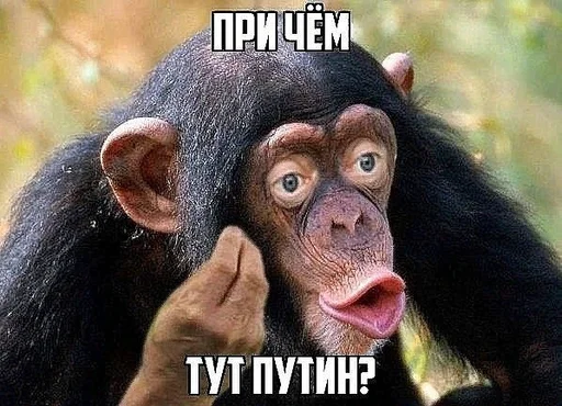 животное млекопитающее примат