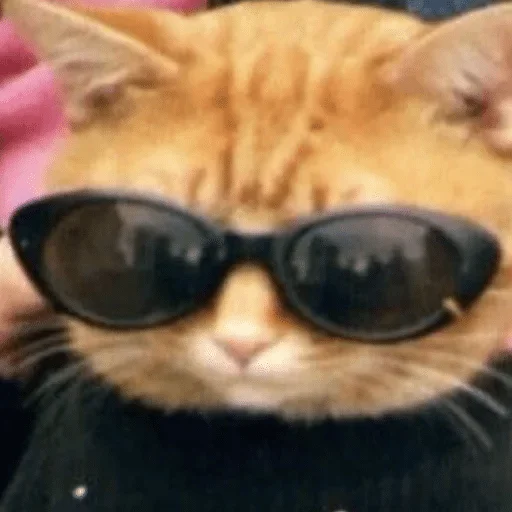 Очки кошки малого и среднего размера защитные очки