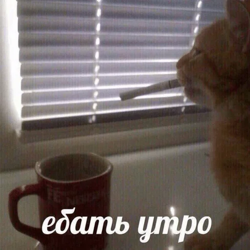 кошка комнатный животное