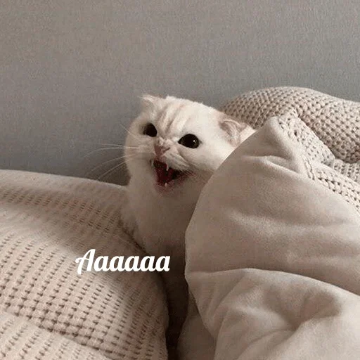 животное млекопитающее комнатный