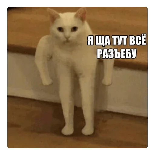 животное млекопитающее домашняя кошка