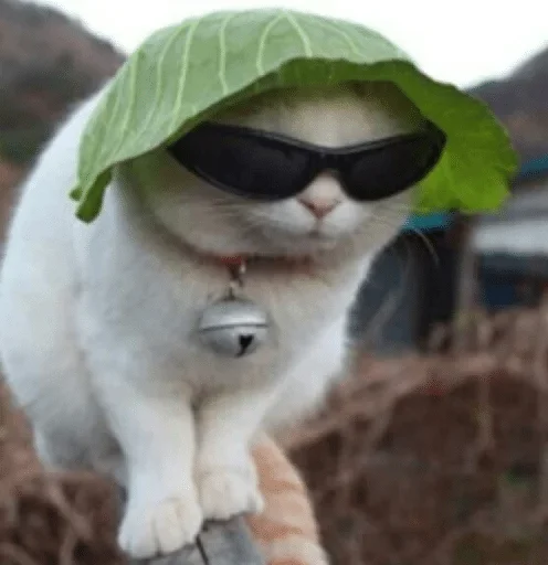 солнечные очки на открытом воздухе животное