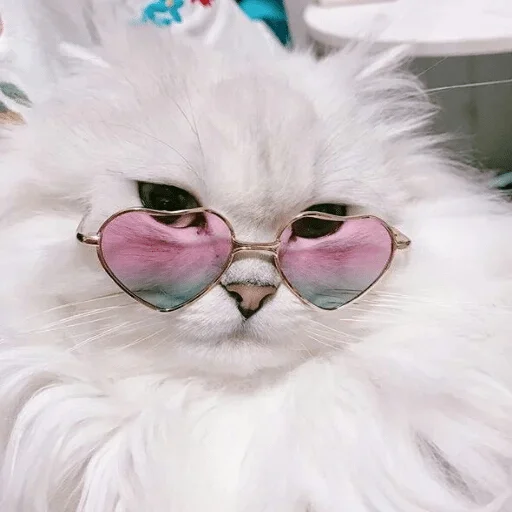 млекопитающее животное мех