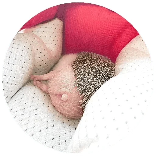 ezikPonPon — @stckrRobot - animal